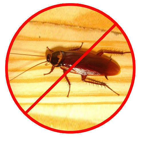 Cockroach Service