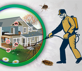 Termite Service