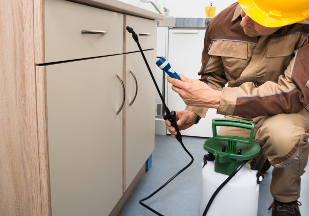 Wood Borer Service